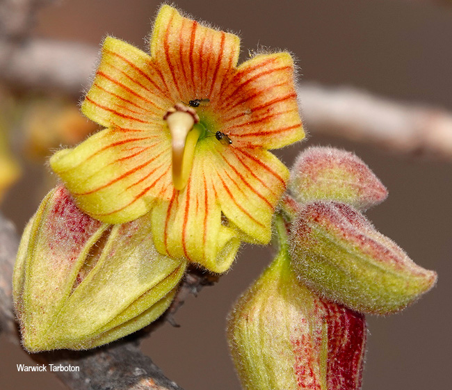 Sterculia rogersii