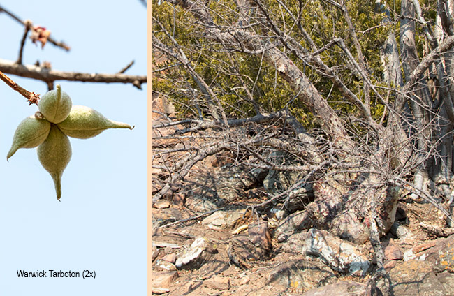 Sterculia rogersii