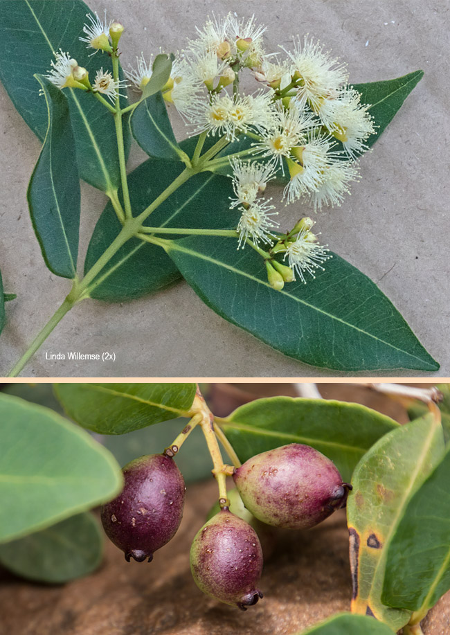 Syzygium guineense