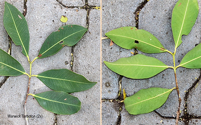 Syzygium guineense