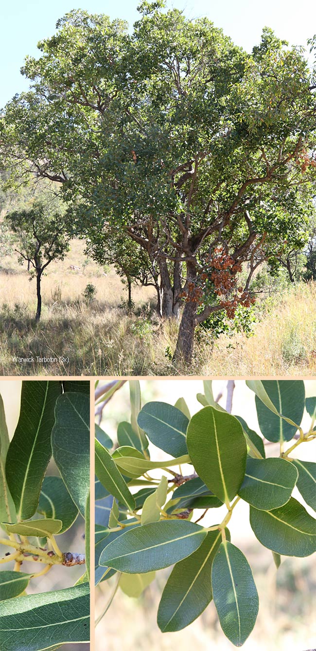 Syzygium guineense