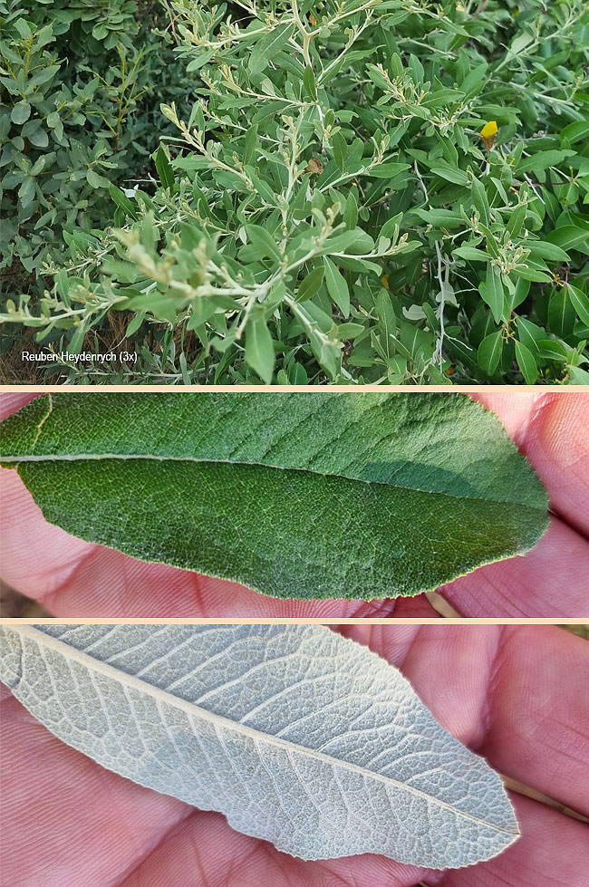 Tarchonanthus parvicapitulatus