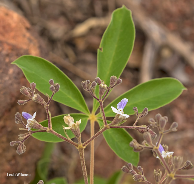 Vitex pooara