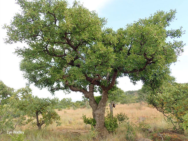 Vitex pooara