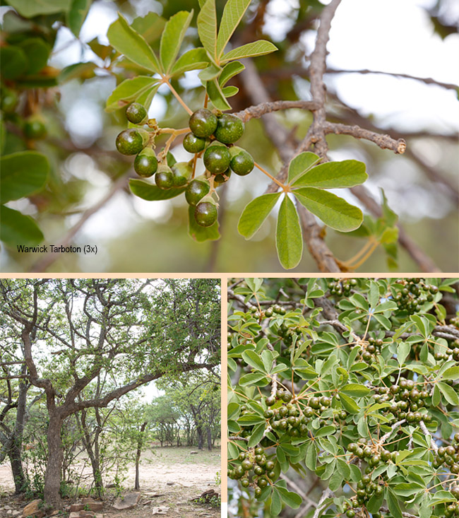Vitex pooara