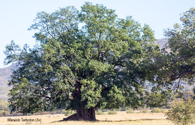 Xanthocercis zambesiaca