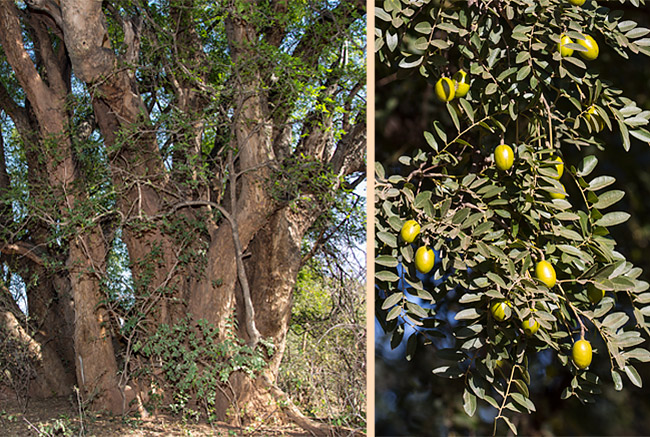 Xanthocercis zambesiaca