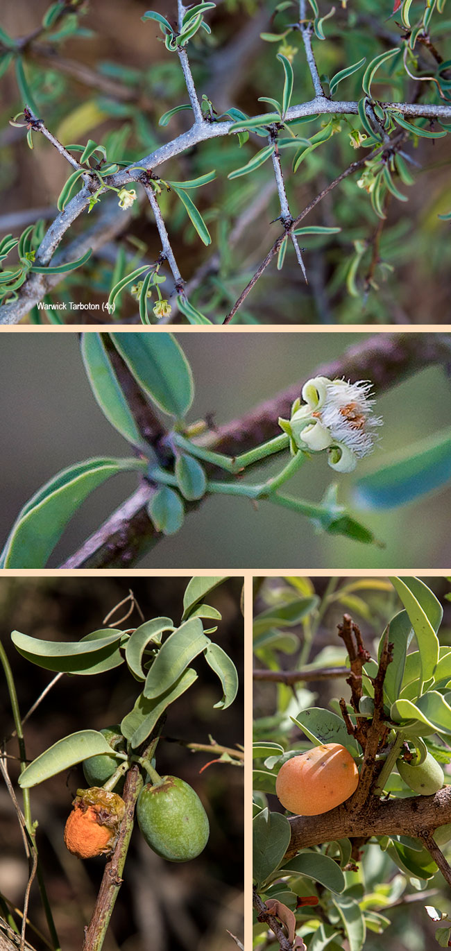 Ximenia americana