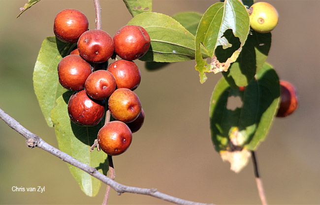 Ziziphus mucronata