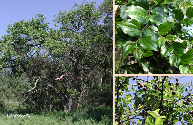 Ziziphus mucronata