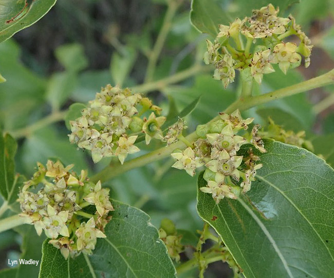 Ziziphus mucronata