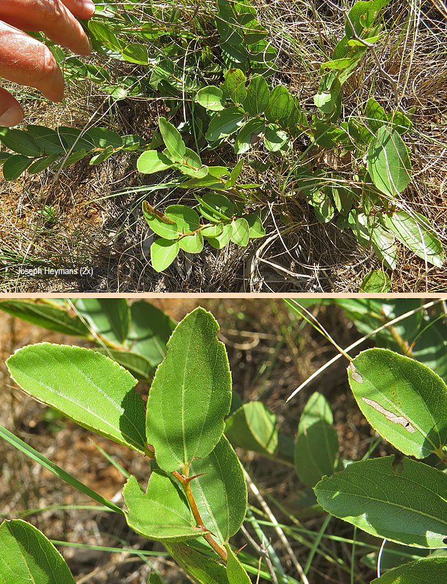 Ziziphus zeyheriana
