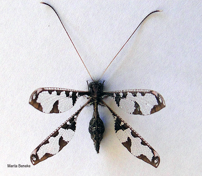 Tmesibasis laceratus