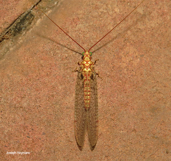 Italochrysa vanson
