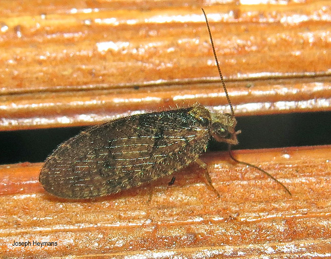 Wesmaelius nubilus