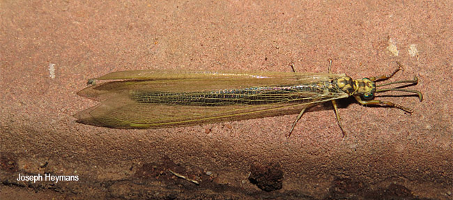 Creoleon africanus