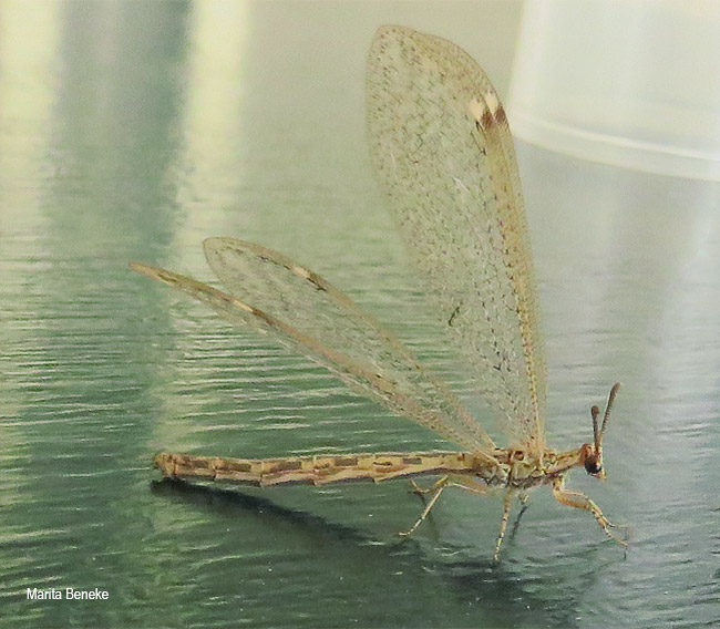 Cueta species