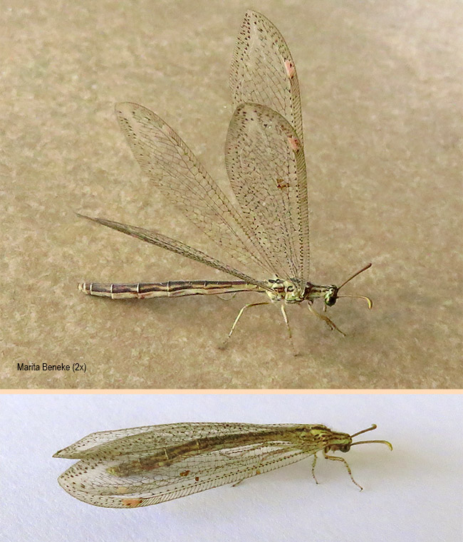Cueta trivirgata