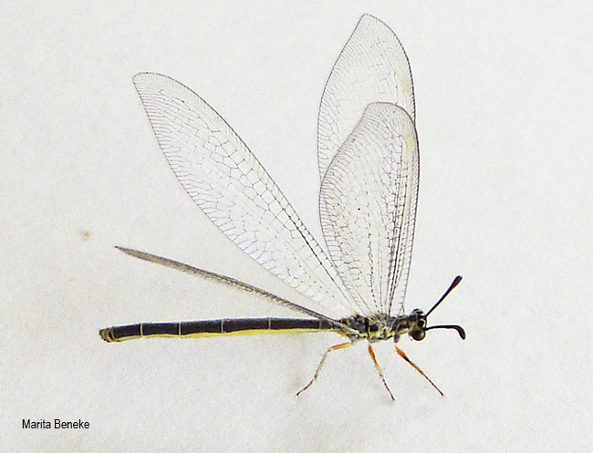 Doralice species