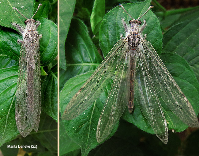 Fadrina species