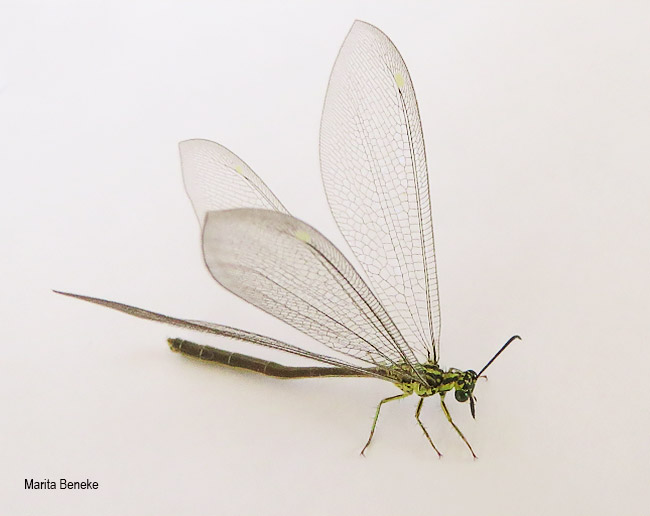 Hagenomyia tristis