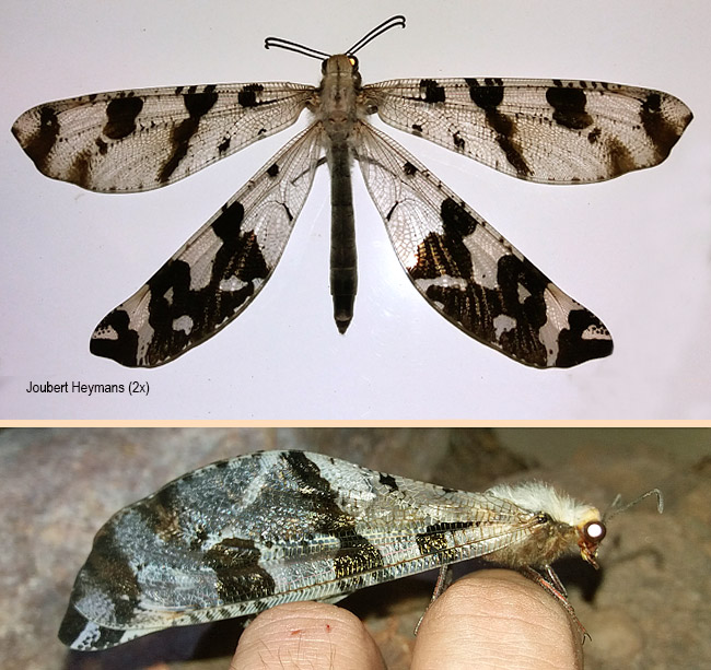 Lachlathetes moestes