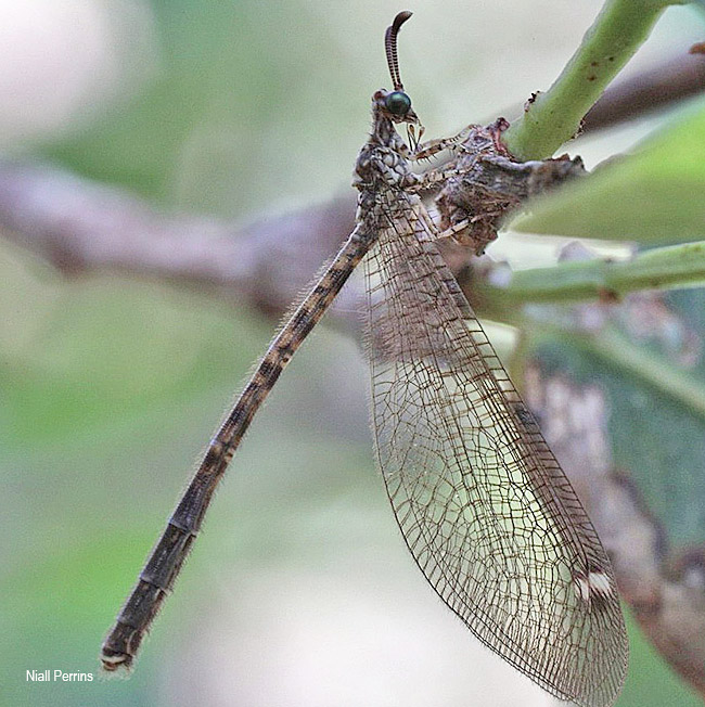 Maula stigmatus