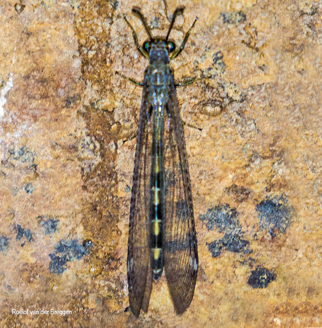 Myrmeleon obscurus