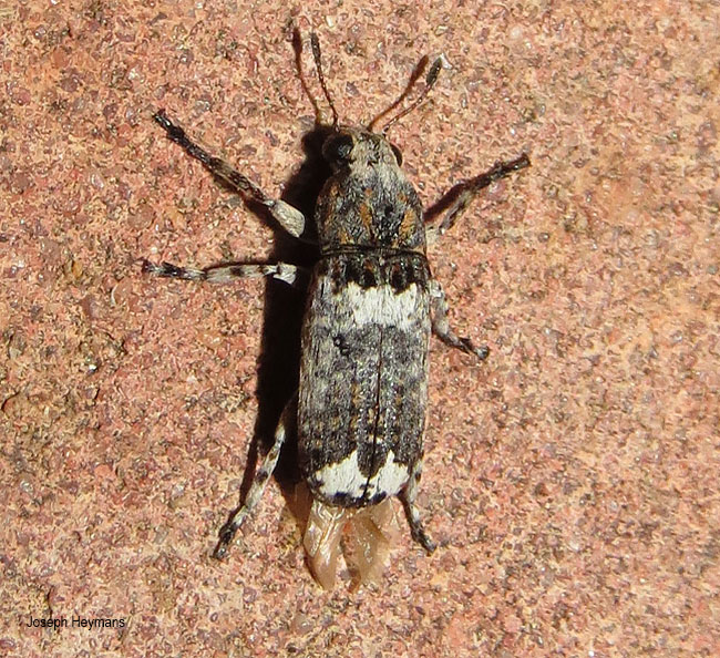 Cylindroides species