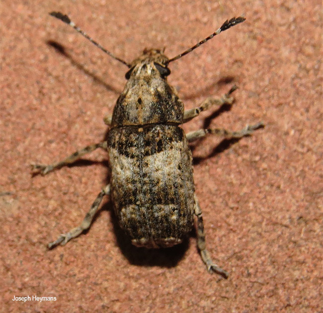 Phloeobius species