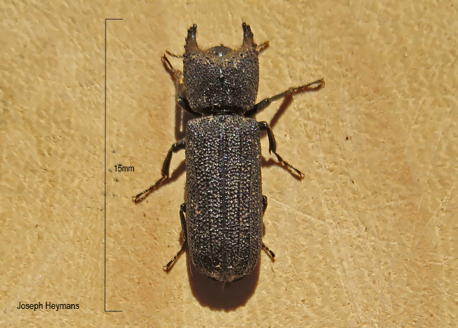 Bostrychoplites sp