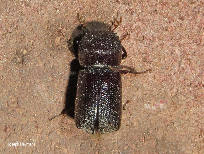 Sinoxylon species