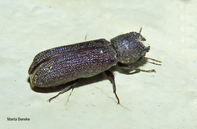 Bostrychoplites cornutus