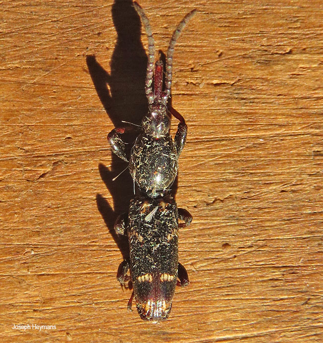 Orfilaia vulsellata