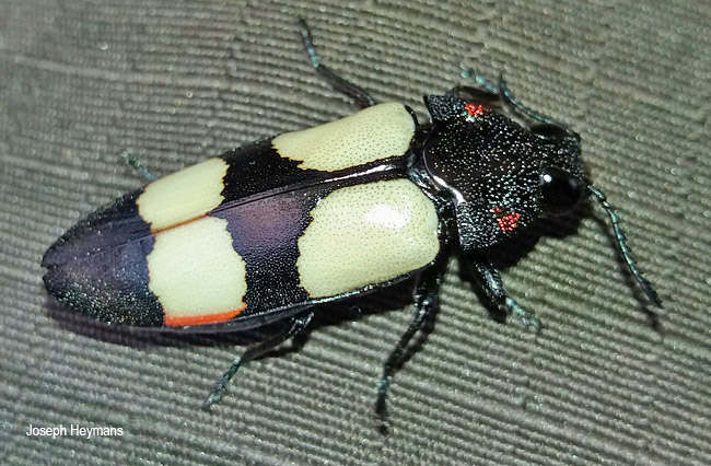 Agelia peteli