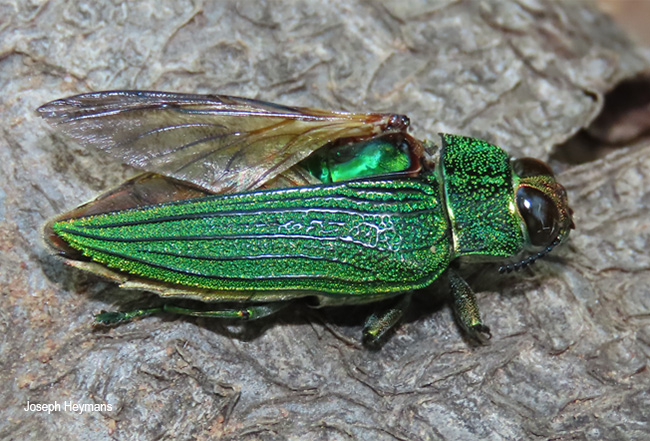 Evides pubiventris