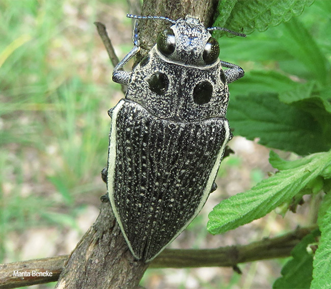 Lampetis amaurotica