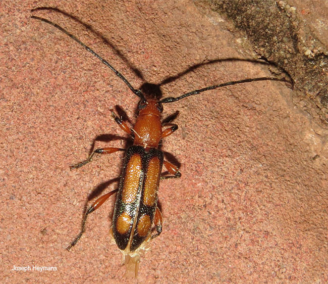 Armylaena fasciata