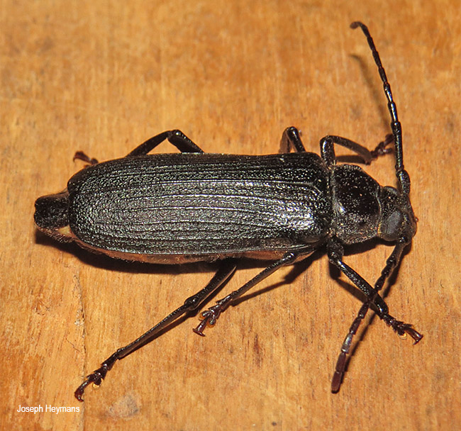 Aulacopus reticulatus