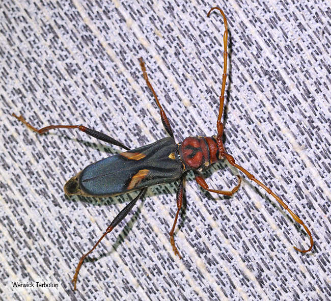 Compsomera elegantissima