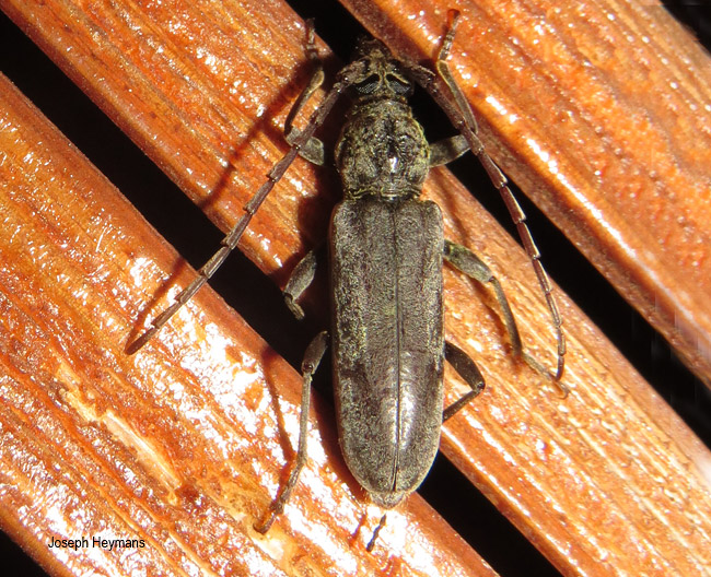 Derolus duffyi