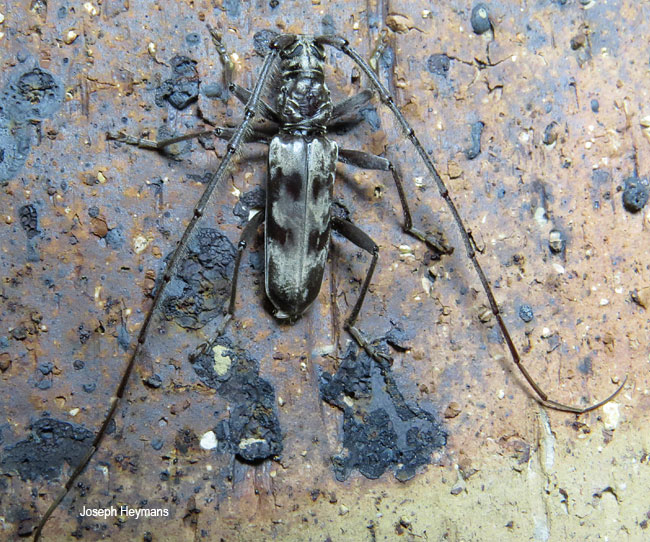 Derolus gyllenhali
