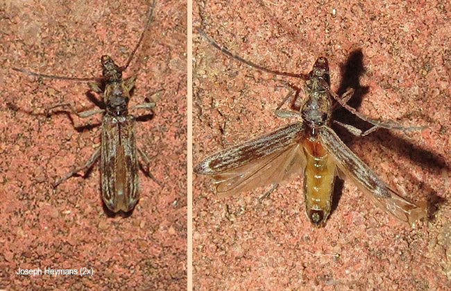 Derolus hoelzeli