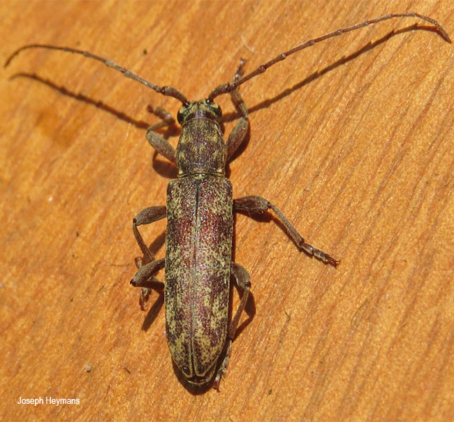 Dissaporus cylindricus