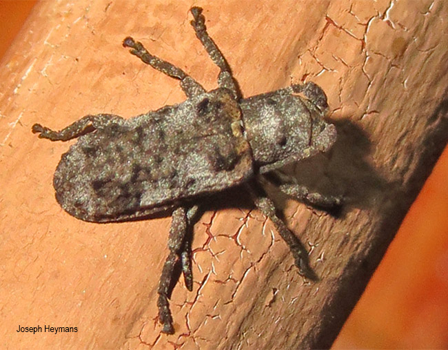 Ecyroschema favosum
