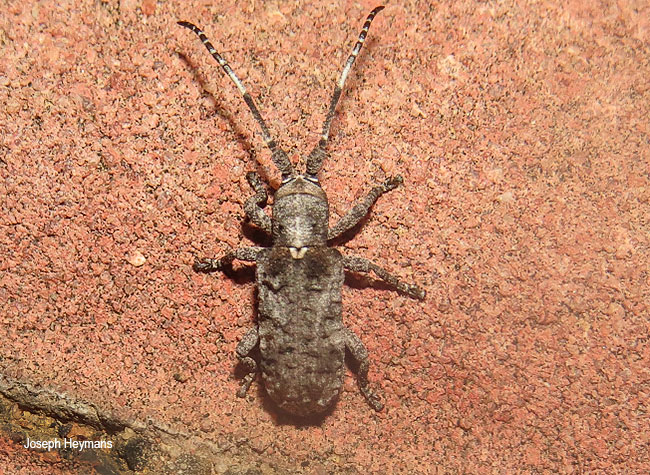 Ecyroschema favosum