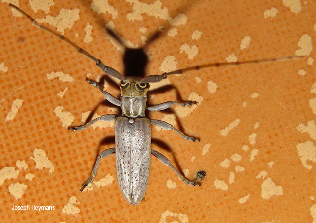 Eunidia brunneopunctata brunneopunctata