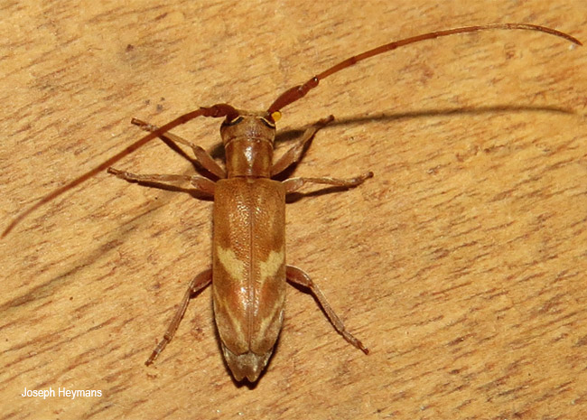 Eunidia obliquealbovittata
