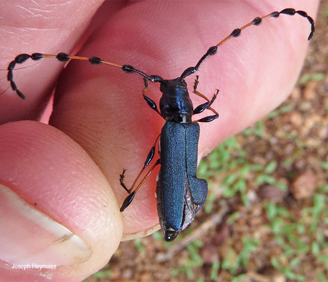 Evgenius plumatus