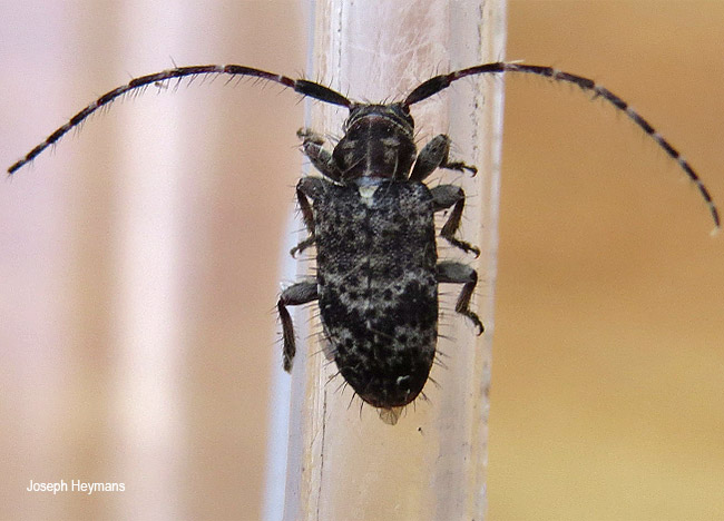 Exocentrus species